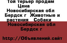 Той терьер продам › Цена ­ 5 000 - Новосибирская обл., Бердск г. Животные и растения » Собаки   . Новосибирская обл.,Бердск г.